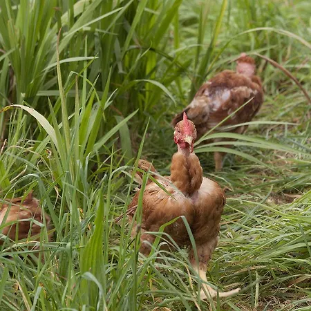 Quinta Colmeias Landhaus Santo Antonio da Serra