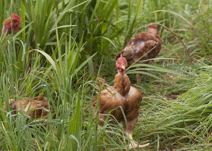 Quinta Colmeias Séjour à la campagne Santo Antonio da Serra